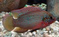 /album/hs-peixes-ornamentais/peixe-joia-jpg/